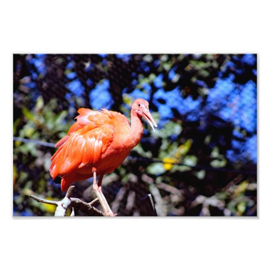 Santa-Ana-Zoo Fotodruck (Vorne)