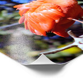Santa-Ana-Zoo Fotodruck (Ecke)