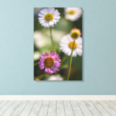 Santa Barbara Daisies Leinwanddruck (Insitu (Holzboden))