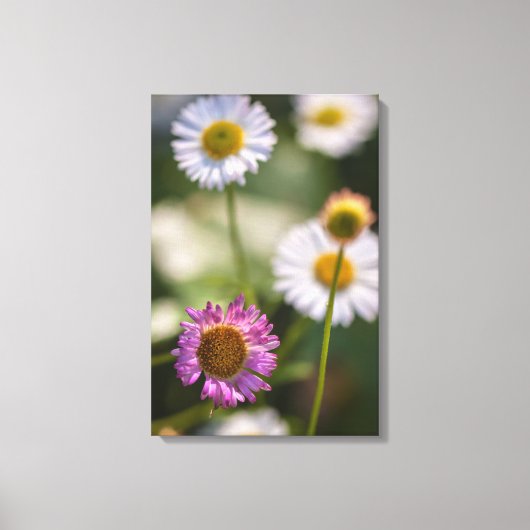Santa Barbara Daisies Leinwanddruck (Vorderseite)