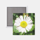 Santa Barbara Daisy Magnet (Vorderseite/Rückseite)