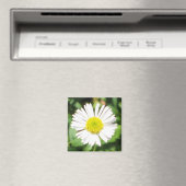 Santa Barbara Daisy Magnet (In Situ (Geschirrspüler))