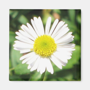 Santa Barbara Daisy Magnet