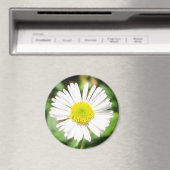 Santa Barbara Daisy Magnet (In Situ (Geschirrspüler))
