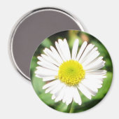 Santa Barbara Daisy Magnet (Vorderseite/Rückseite)