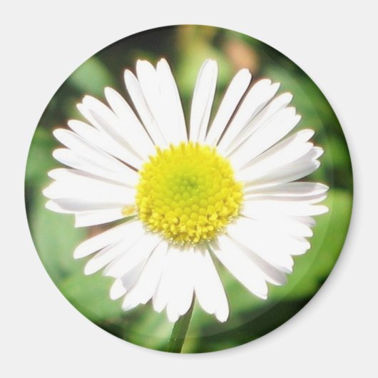 Santa Barbara Daisy Magnet (Vorne)