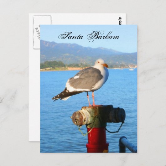 Santa Barbara Seagull Postkarte (Vorne/Hinten)