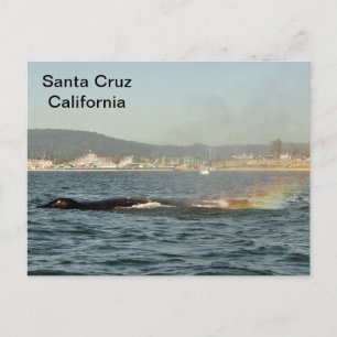 Santa Cruz, CA Humpback Whale Regenbogen Postkarte