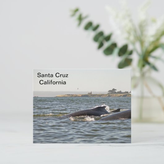 Santa Cruz, CA Humpbacks im Lighthouse Postcard Postkarte (Stehend Vorderseite)