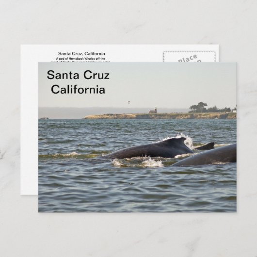 Santa Cruz, CA Humpbacks im Lighthouse Postcard Postkarte (Vorne/Hinten)