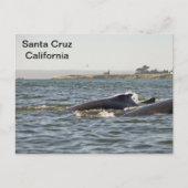 Santa Cruz, CA Humpbacks im Lighthouse Postcard Postkarte (Vorderseite)