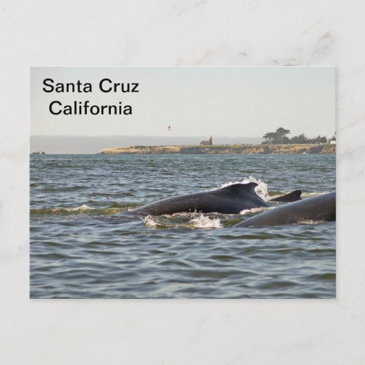 Santa Cruz, CA Humpbacks im Lighthouse Postcard Postkarte (Vorderseite)