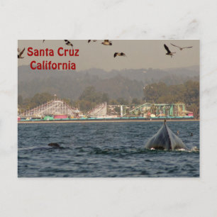 Santa Cruz, California Humpback Whale Postcard Postkarte