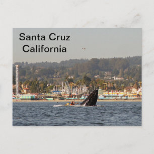 Santa Cruz, California Humpback Whale Postcard Postkarte