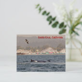 Santa Cruz, California Humpback Whale Postcard Postkarte (Stehend Vorderseite)