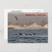 Santa Cruz, California Humpback Whale Postcard Postkarte (Vorne/Hinten)
