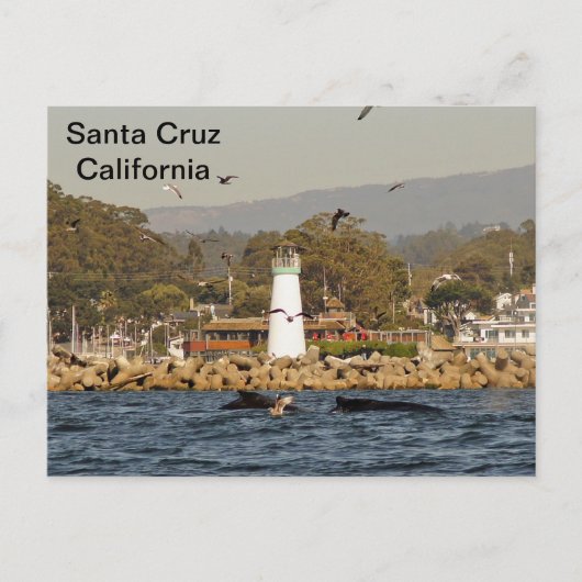 Santa Cruz, California Humpback Whales Postcard Postkarte (Vorderseite)