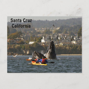 Santa Cruz, California Humpback Whales Postcard Postkarte