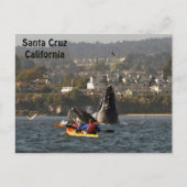 Santa Cruz, California Humpback Whales Postcard Postkarte (Vorderseite)