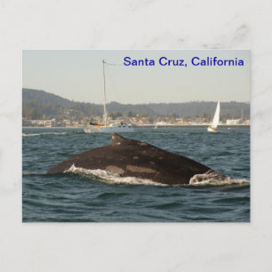 Santa Cruz Humpback Whale Postcard Postkarte