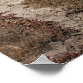 Santa Cruz Island Series 7 Poster (Ecke)