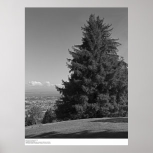 Santa Cruz vom Campus, April 1967 Poster