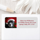 Santa Dog Labrador/Rott Mix mit Pointsettia (Insitu)