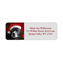 Santa Dog Labrador/Rott Mix mit Pointsettia