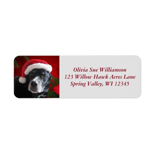 Santa Dog Labrador/Rott Mix mit Pointsettia (Vorne)