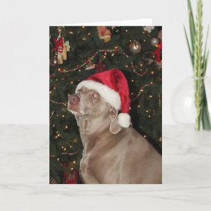Santa Paws - Weihnachten eines Weimaraner-Hundes