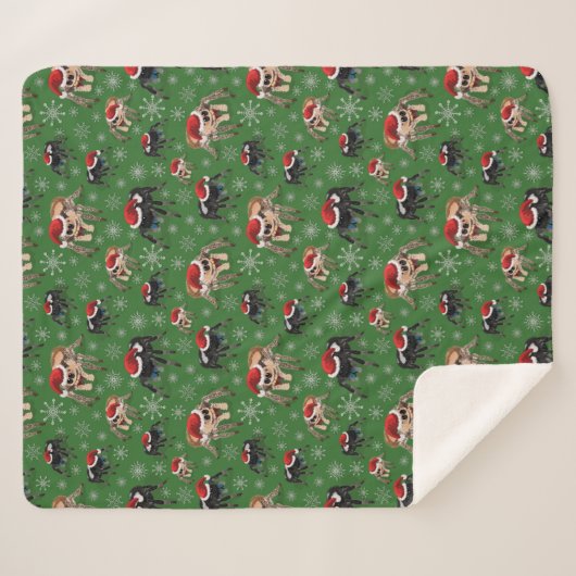 Santa Regal Jumping Spider Phidippus Regius grün Sherpadecke (Vorderseite (Horizontal))