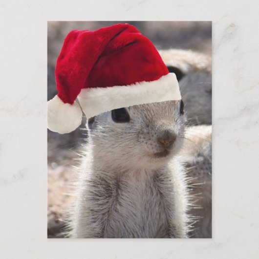 Santa Squirrel Postcard Feiertagspostkarte (Vorderseite)