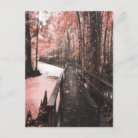 Santee-Sumpflandschaft Postkarte (Vorderseite)