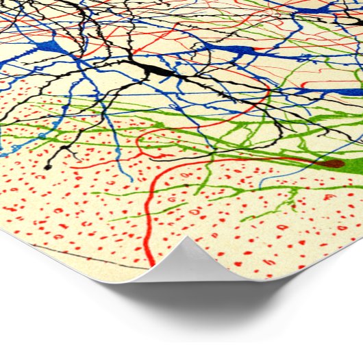 Santiago Ramón Y Cajal Nerve Cells Poster (Ecke)