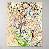 Santiago Ramón Y Cajal Nerve Cells Poster (Vorne)