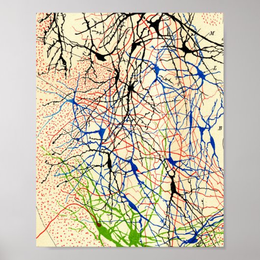 Santiago Ramón Y Cajal Nerve Cells Poster (Vorne)