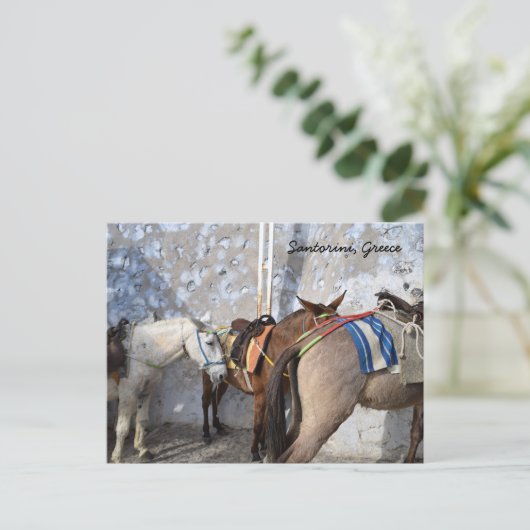 Santorin, Griechenland - Donkeys Postkarte (Stehend Vorderseite)