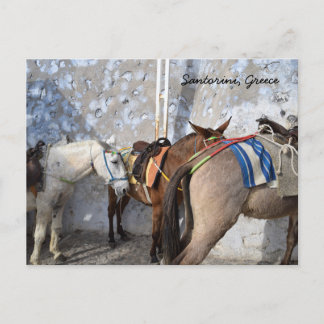 Santorin, Griechenland - Donkeys Postkarte