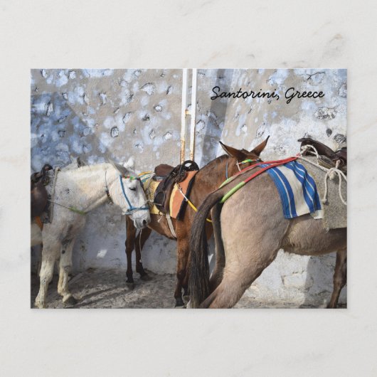 Santorin, Griechenland - Donkeys Postkarte (Vorderseite)