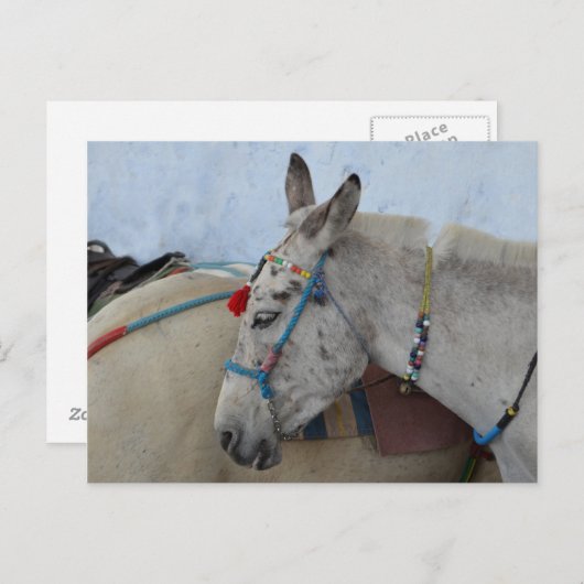Santorini Donkey Postcard Postkarte (Vorne/Hinten)