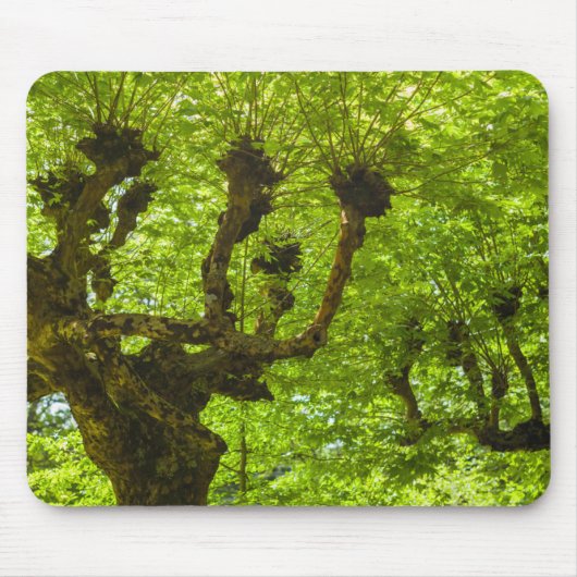 São Miguel Insel Mousepad (Vorne)
