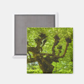 Sao Miguel Island Magnet (Vorderseite/Rückseite)