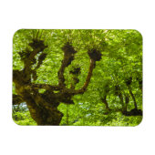 Sao Miguel Island Magnet (Horizontal)