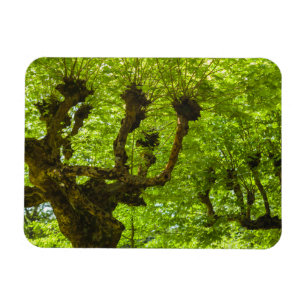 Sao Miguel Island Magnet