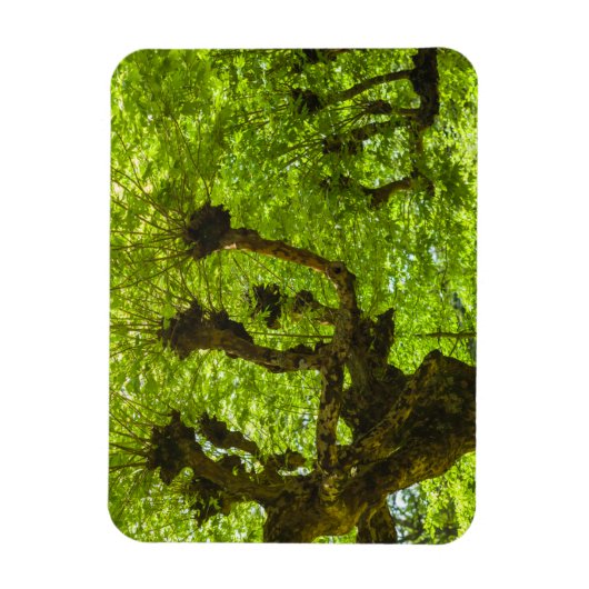 Sao Miguel Island Magnet (Vertikal)