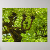 Sao Miguel Island Poster (Vorne)