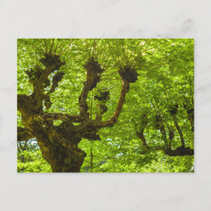 Sao Miguel Island Postkarte