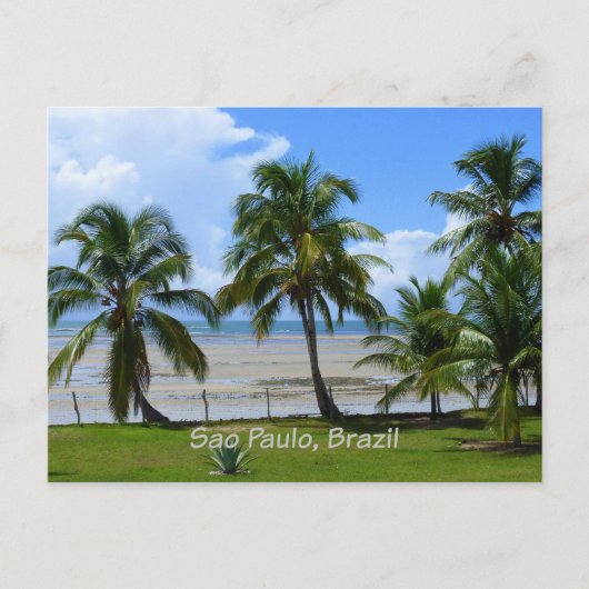 Sao Paulo, brasilianische Palmen Postkarte (Vorderseite)