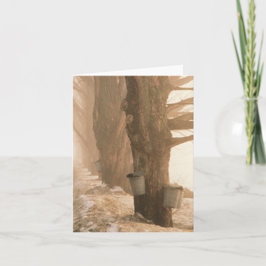 Sap Buckets Note Card Karte (Vorderseite)