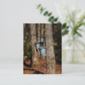 Sap Buckets Postkarte (Stehend Vorderseite)